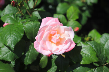Roses blooming in Japan