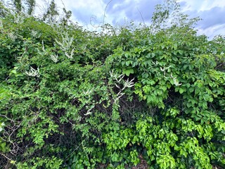 Fallopia japonica, a perennial plant of the Polygonaceae family, recognized for its vigorous...