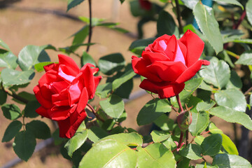 Roses blooming in Japan