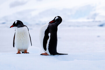 Obraz premium Gentoo penguin behavior on Iceberg in Antarctica