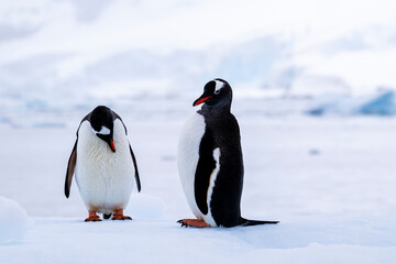 Gentoo penguin behavior on Iceberg in Antarctica