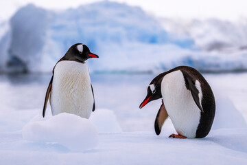 Gentoo penguin behavior on Iceberg in Antarctica