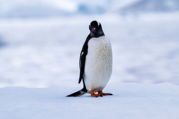 Obraz premium Gentoo penguin behavior on Iceberg in Antarctica
