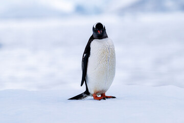 Gentoo penguin behavior on Iceberg in Antarctica
