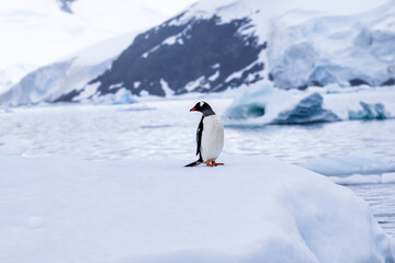 Obraz premium Gentoo penguin behavior on Iceberg in Antarctica