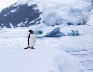 Obraz premium Gentoo penguin behavior on Iceberg in Antarctica