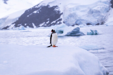 Obraz premium Gentoo penguin behavior on Iceberg in Antarctica
