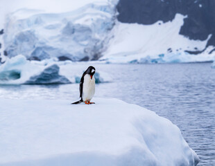 Fototapeta premium Gentoo penguin behavior on Iceberg in Antarctica