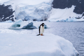 Gentoo penguin behavior on Iceberg in Antarctica