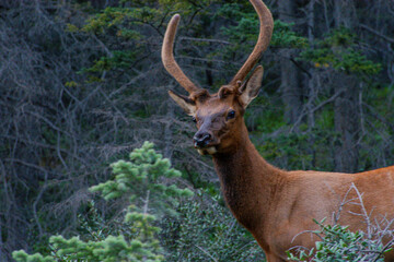 Young Bull Elk in Kananaskis Alberta, Bow Valley Provincial Park