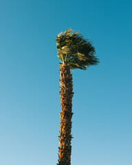 palm tree and blue sky