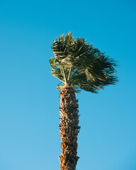 palm tree in the wind