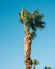 palm tree in the wind