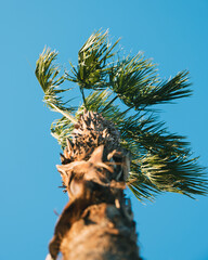 palm tree on blue sky