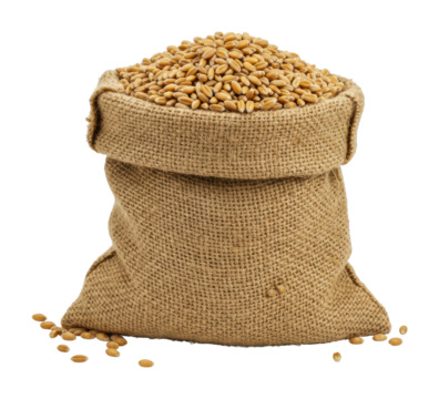 Harvesting wheat agricultural practices in fields crop management rural landscape sustainable farming isolated on transparent background