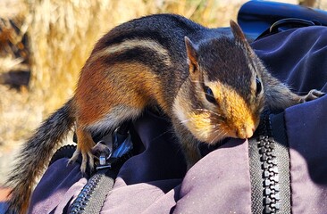 chipmunk in thr park