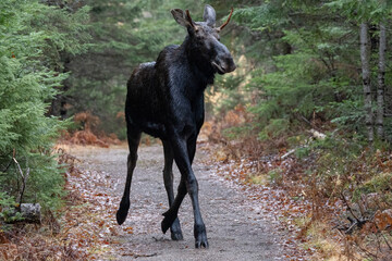 Young Moose Walking on Trail in Northern Ontario Park &ndash; Wildlife Photography