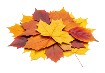 Gathering autumn leaves natural setting colorful environment artistic perspective isolated on transparent background