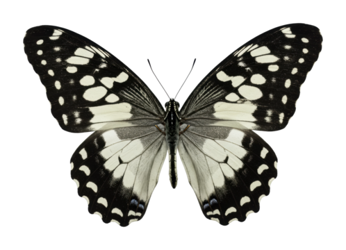 Butterfly conservation awareness event nature reserve educational content outdoor environment biodiversity significance isolated on transparent background