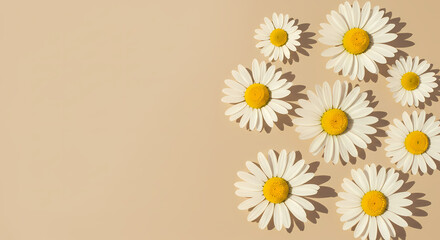 Fototapeta premium Delicate Daisies on a Beige Background
