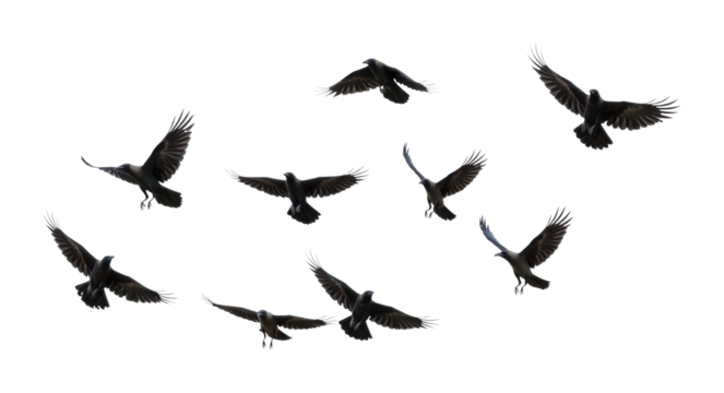 Flocking birds in flight natural environment wildlife aerial movement dynamics isolated on transparent background