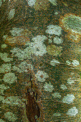 Bark of Gumbo-Limbo (Bursera simaruba) Tree