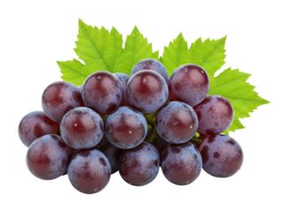 Harvesting fresh grapes vineyard food natural setting organic produce isolated on transparent background