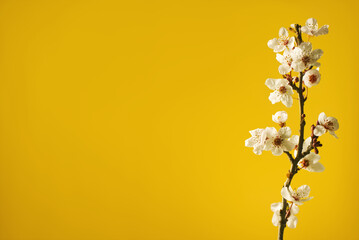Blooming cherry blossom branch on vibrant yellow background