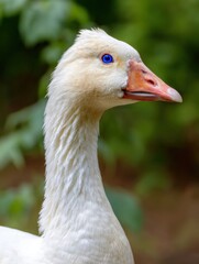 Portrait Of An Embden Goose Showing Striking Blue Eyes