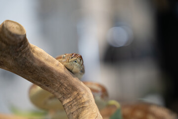 Children’s python snake close up scales pattern  eyes reptile wildlife detail