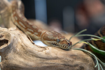 Children’s python snake close up scales pattern  eyes reptile wildlife detail