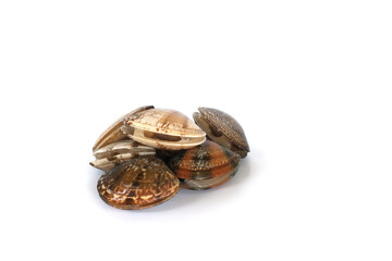 Clams on white background. Seafood.