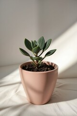 Fototapeta premium Small Green Plant in Pink Pot on Light Background with Shadow Play