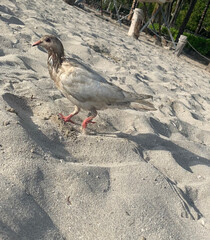 Sand Bird