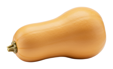 Harvesting butternut squash farm field vegetable natural setting fresh produce concept isolated on transparent background