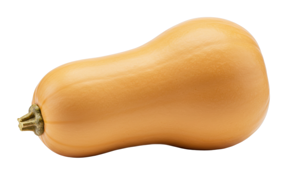 Harvesting butternut squash farm field vegetable natural setting fresh produce concept isolated on transparent background