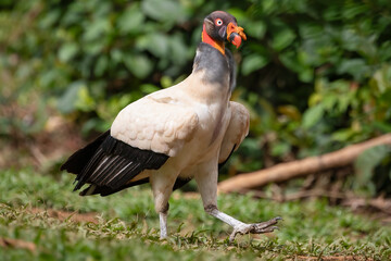 King Vulture (Sarcoramphus papa) Walking on Ground in Costa Rica – Bird Wildlife Photography
