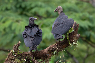 Black Vultures (Coragyps atratus) Perched on Tree Branch in Costa Rica – Bird Wildlife Photography