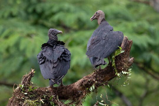 Black Vultures (Coragyps atratus) Perched on Tree Branch in Costa Rica &ndash; Bird Wildlife Photography