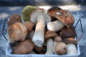 Boletus edulis