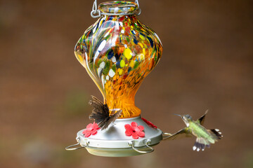 A moth and a bird meet at a feeder.