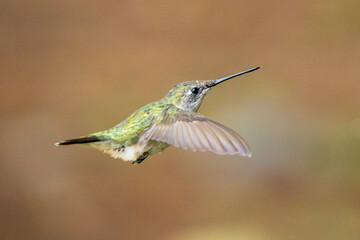 hummingbird in flight