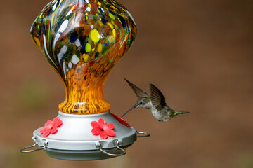 Small hummingbird in flight at an orange feeder.