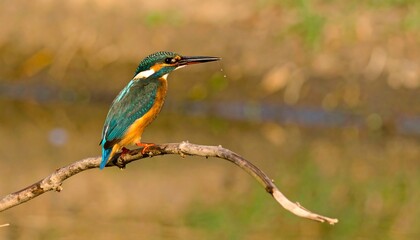 Kingfisher perched on a branch by a body of water.