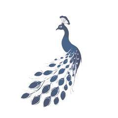Fototapeta premium peacock vector illustration 