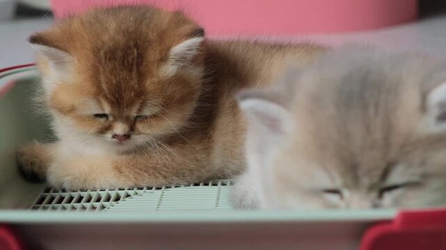 Tiny tired kittens napping in a tray, close-up, selective focus. Two funny baby cats sleeping in a box.