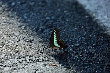 水を欲しがるアオスジアゲハ