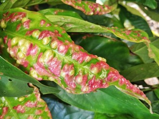 Close up of eugenia leaf gall on rose apple leaf, This disease is caused by small insects from the Psyllidae family known as psyllids