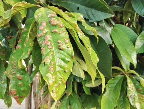 Close up of eugenia leaf gall on rose apple leaf, This disease is caused by small insects from the Psyllidae family known as psyllids