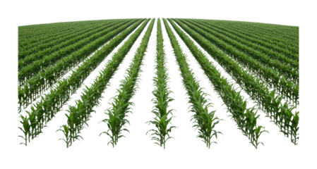 Growing corn in rows agricultural field landscape outdoor aerial sustainable farming practices isolated on transparent background